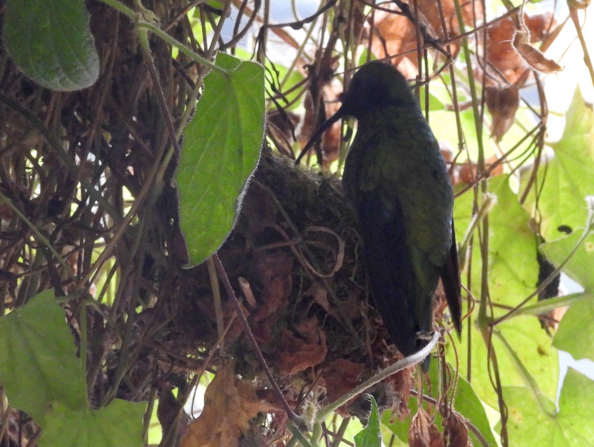 Lesser Violetear - Urs Geiser