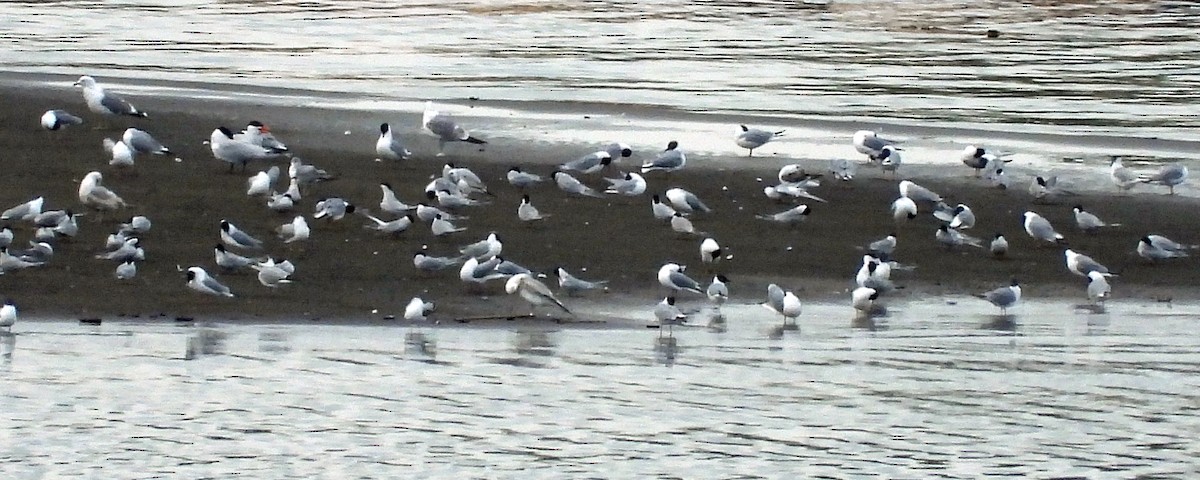 Common Tern - ML618249338