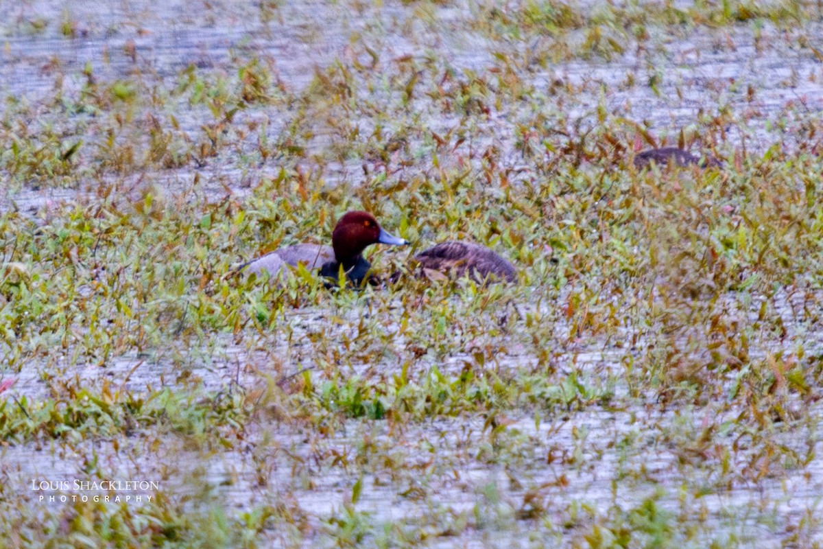 Redhead - ML618249346