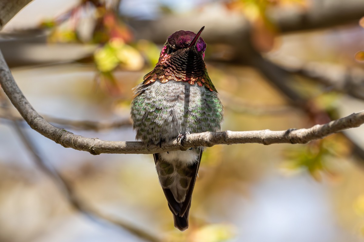 Anna's Hummingbird - Breck Haining