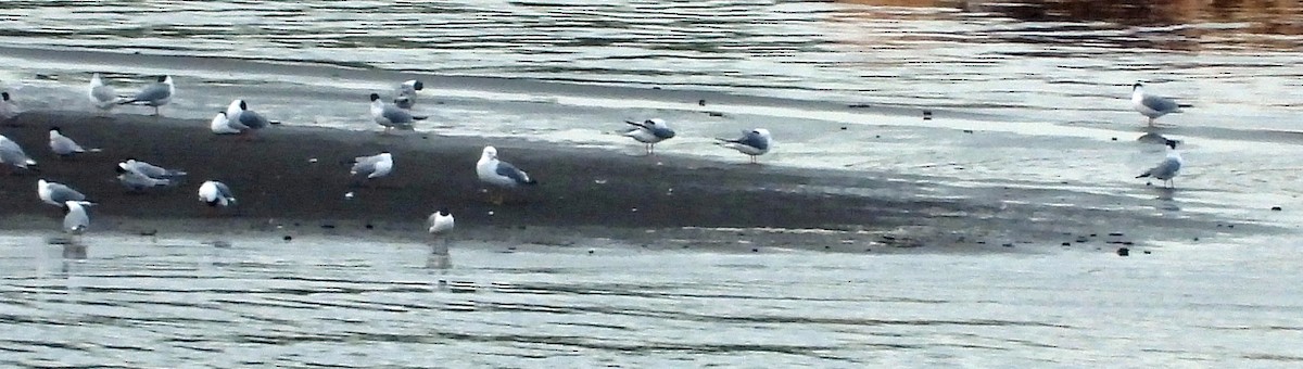 Common Tern - ML618249350