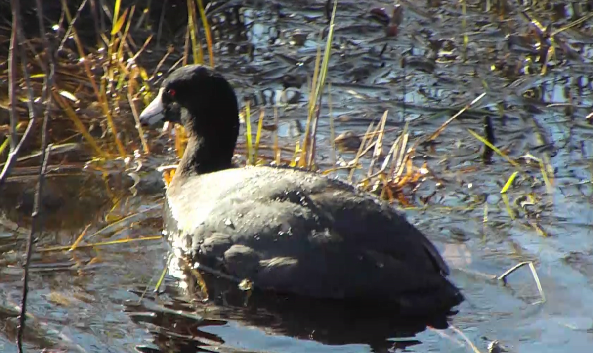 American Coot - ML618249352