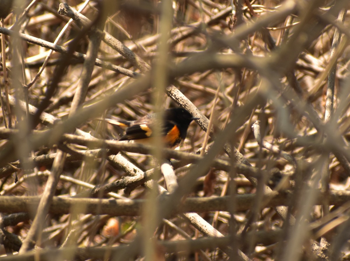 American Redstart - Angelina Martínez