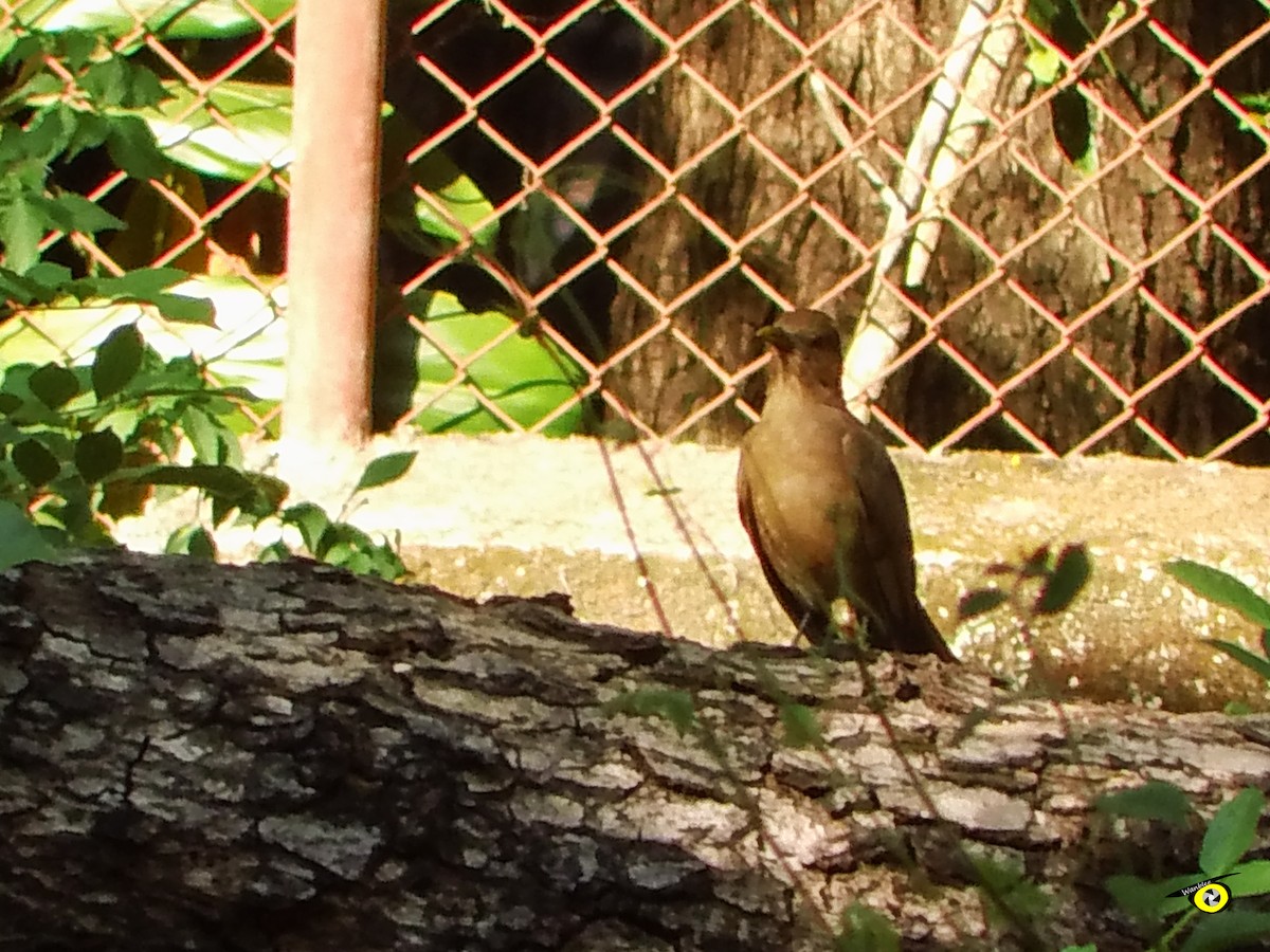 Clay-colored Thrush - Christophe Lecocq