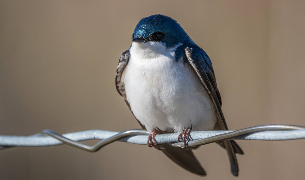 Tree Swallow - Matt M.