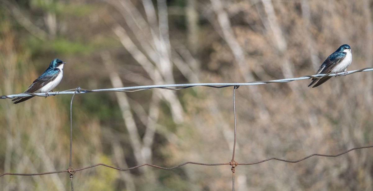 Tree Swallow - Matt M.