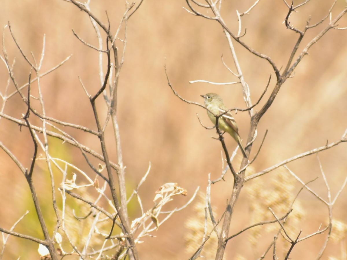 Empidonax sp. - Angelina Martínez