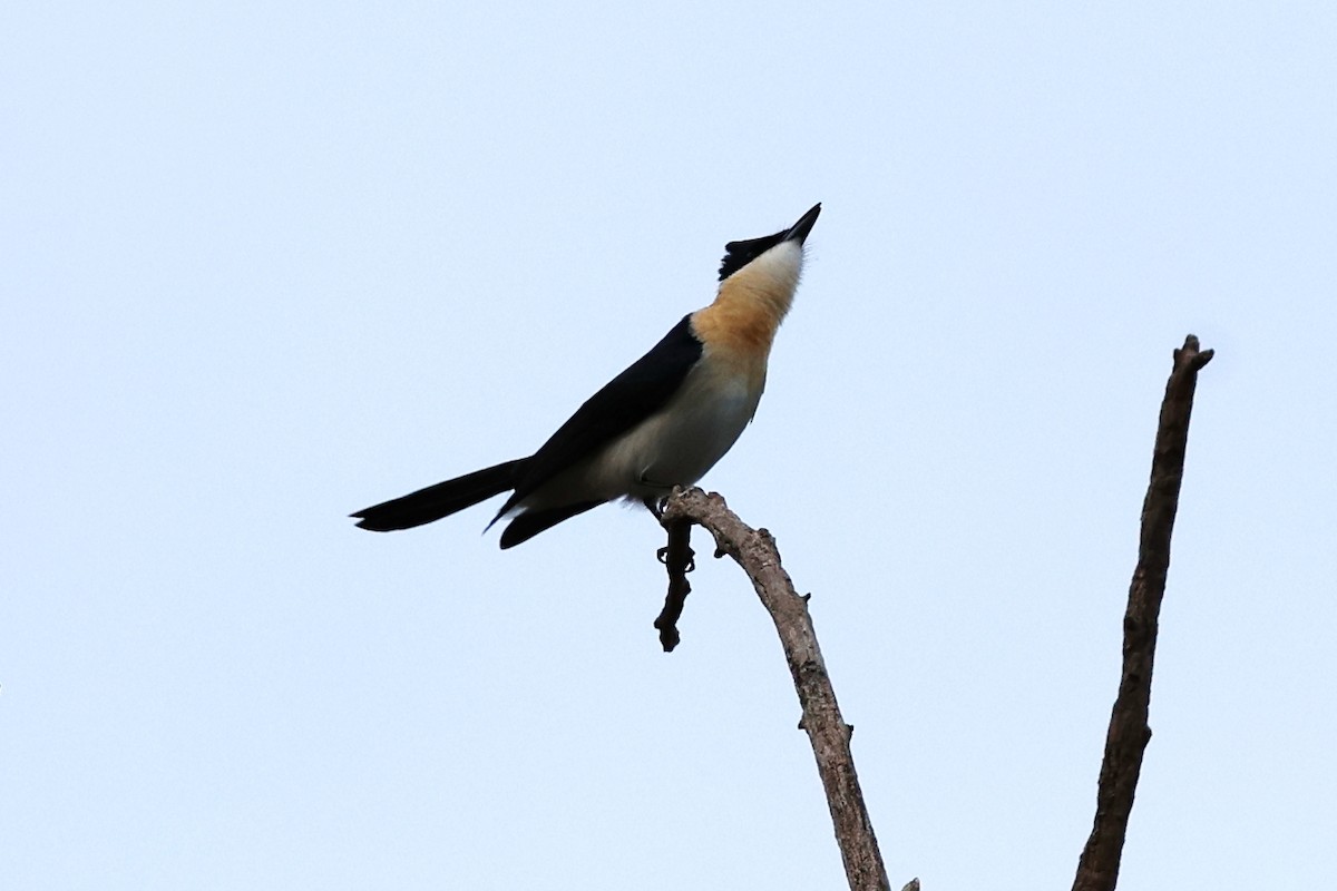 Restless Flycatcher - Chris Chapman