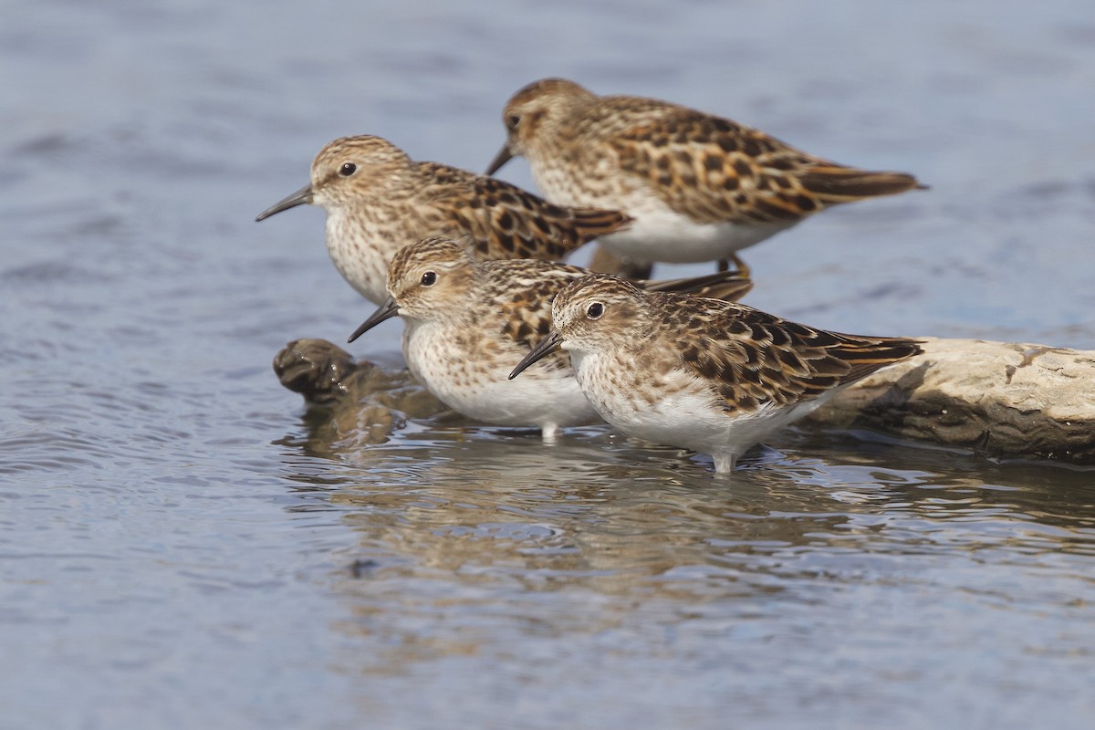 Least Sandpiper - ML618249430