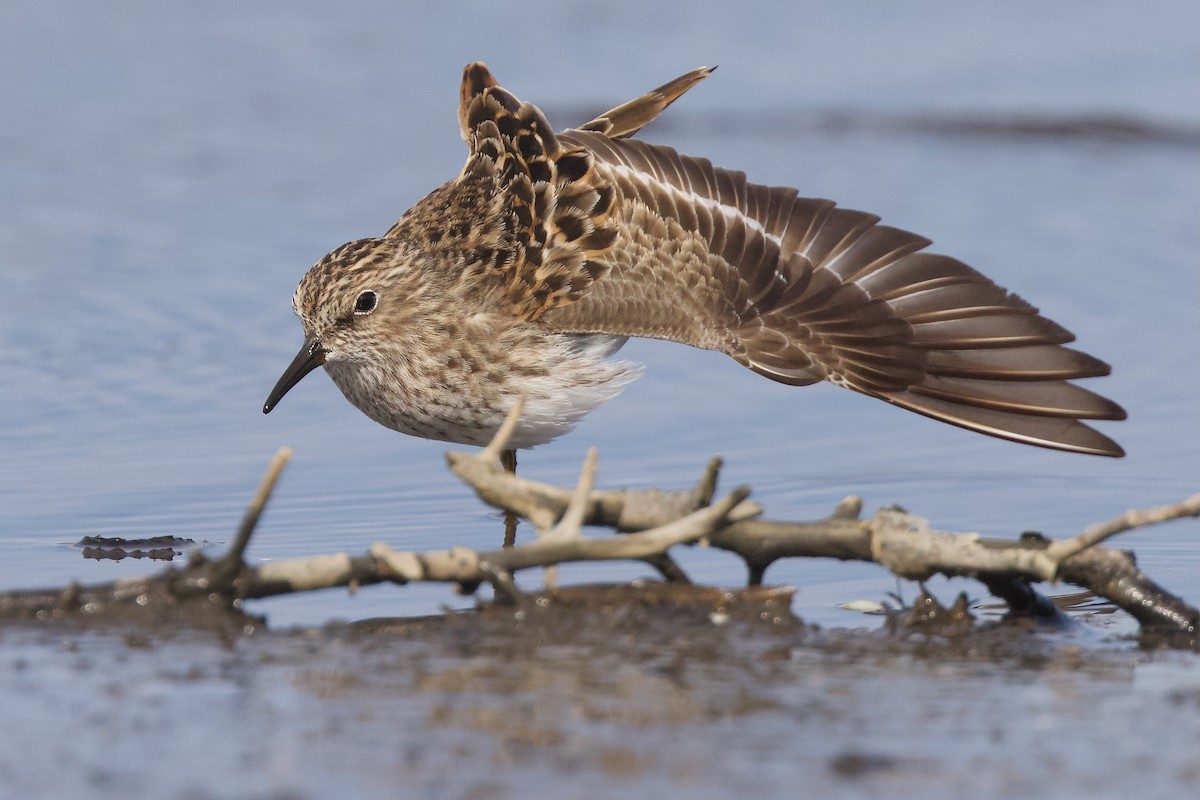 Least Sandpiper - ML618249431