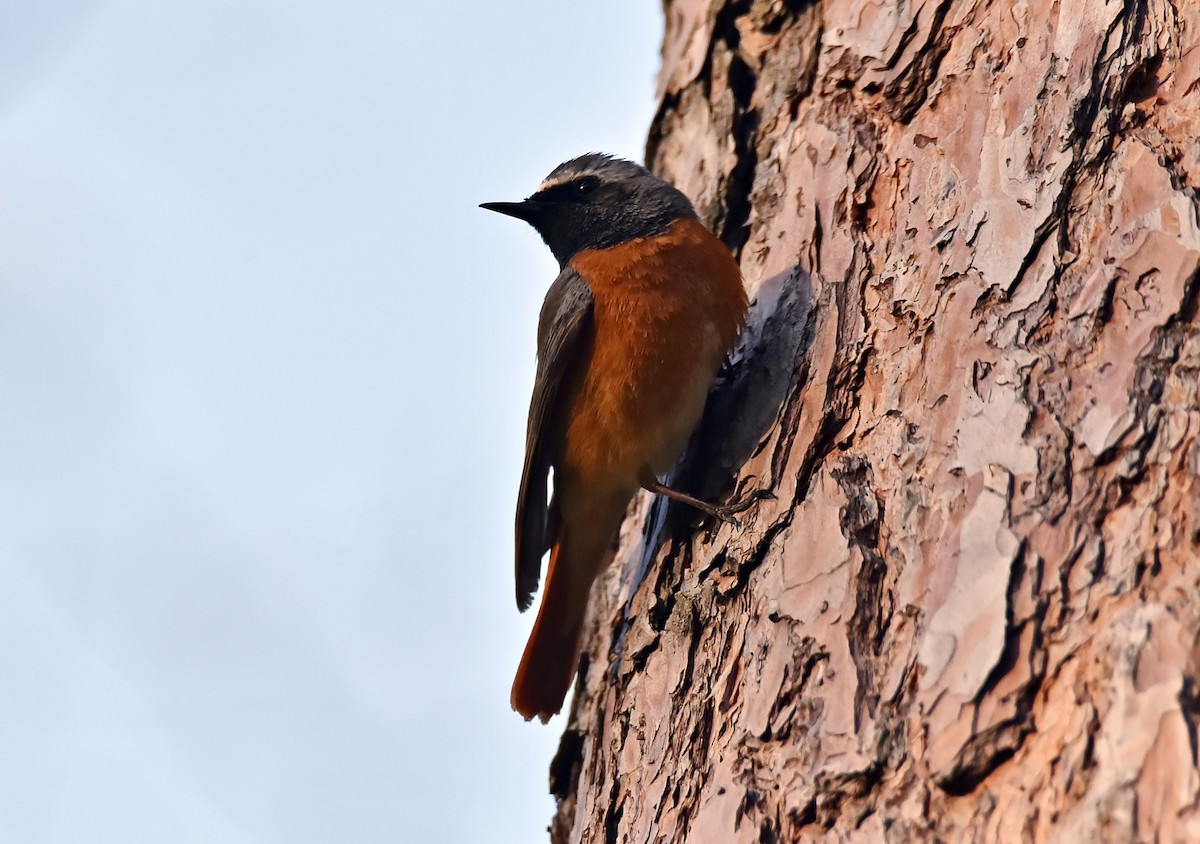 Common Redstart - Oleh Sheremet