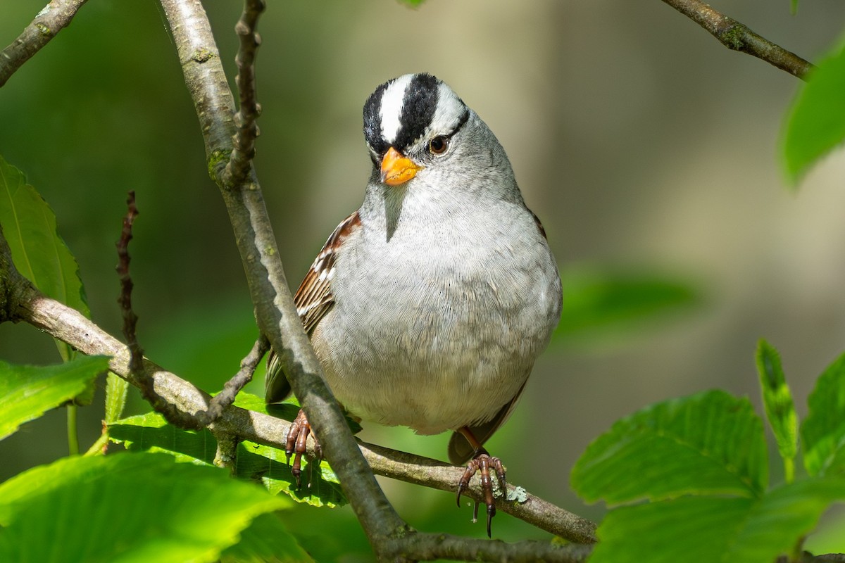 White-crowned Sparrow - Breck Haining