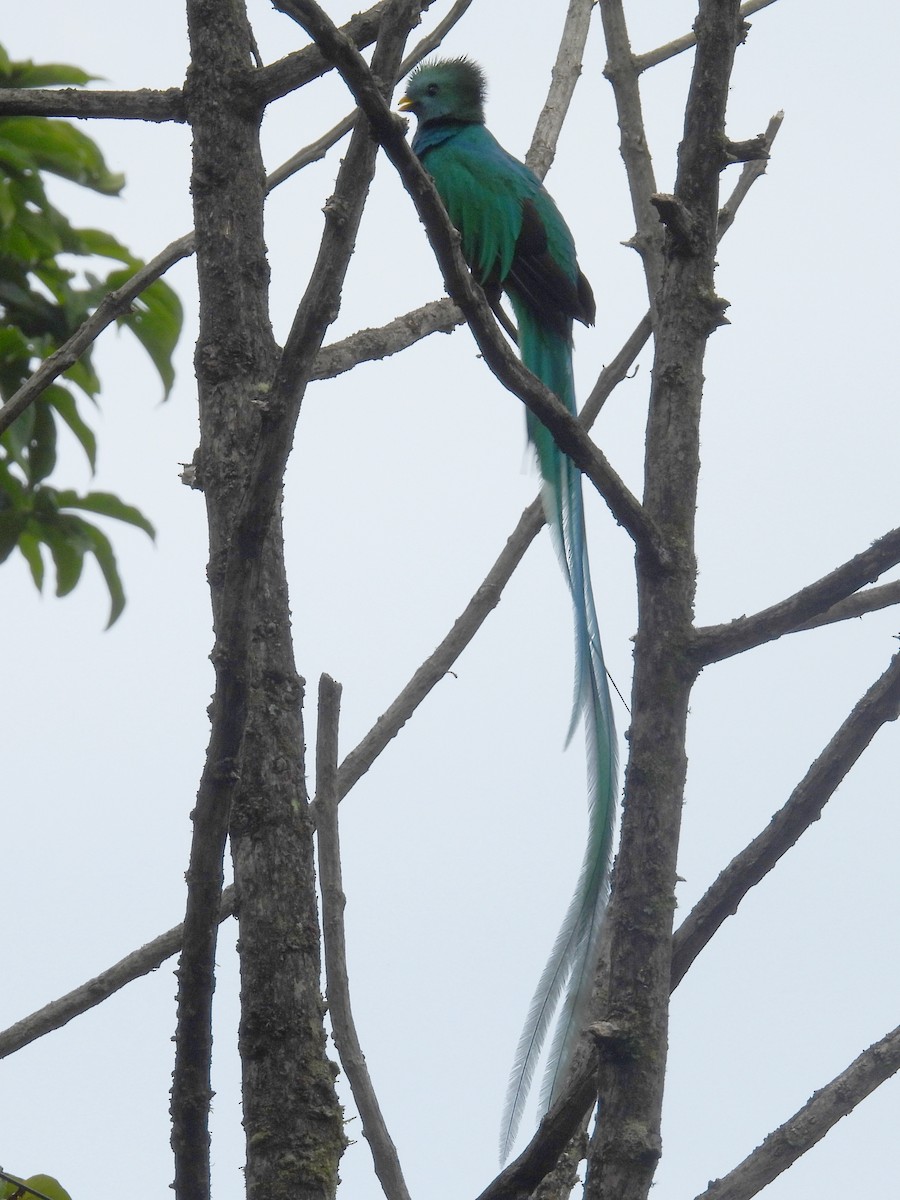 Resplendent Quetzal - Urs Geiser