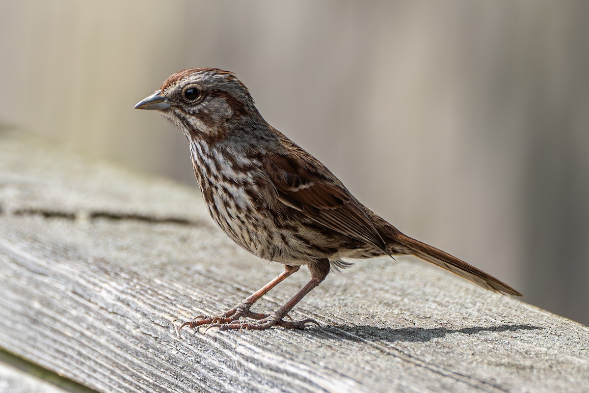 Song Sparrow - Breck Haining