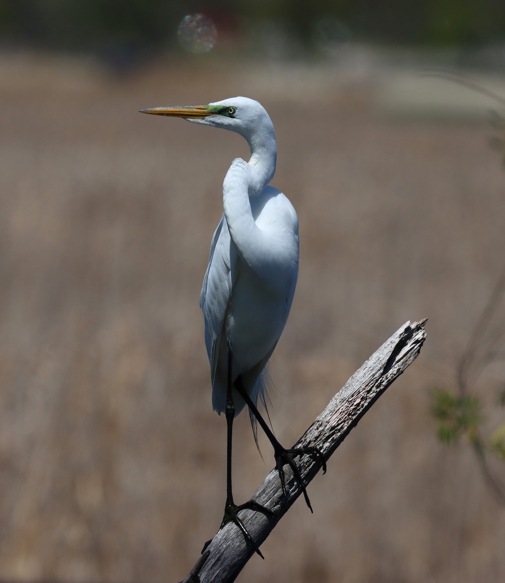 Great Egret - Jill Dunne