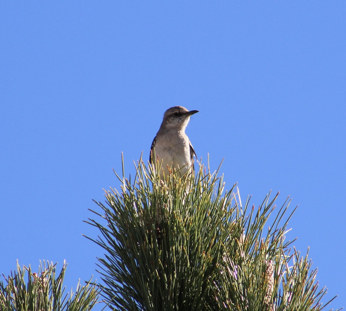 Northern Mockingbird - Jacob Truetken