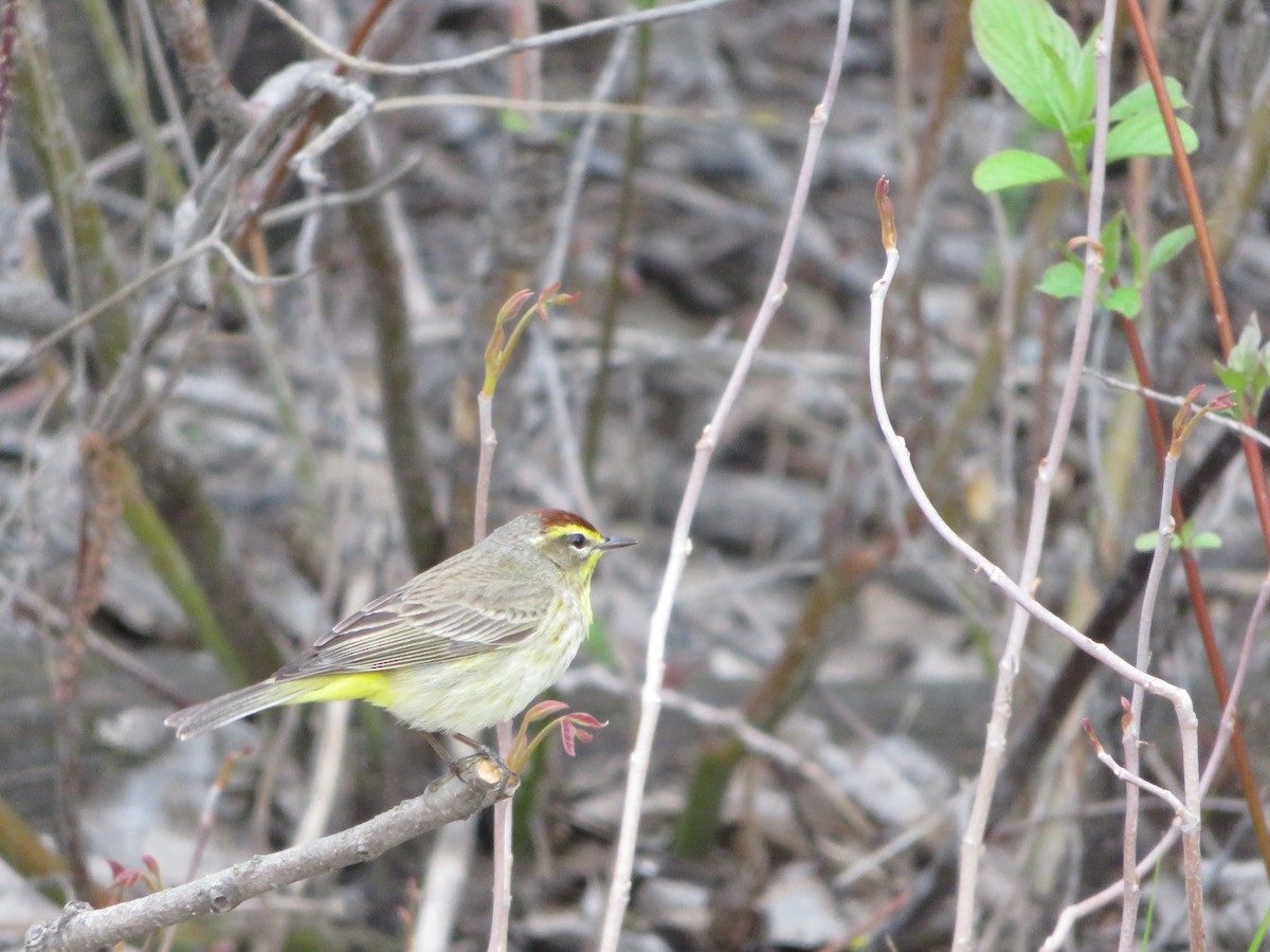 Palm Warbler - ML618249478