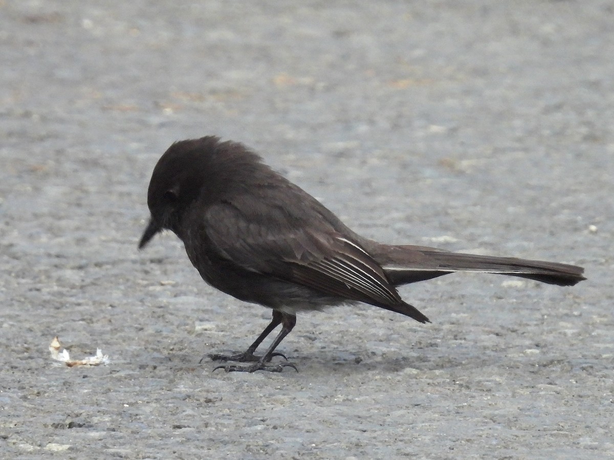 Black Phoebe - Urs Geiser