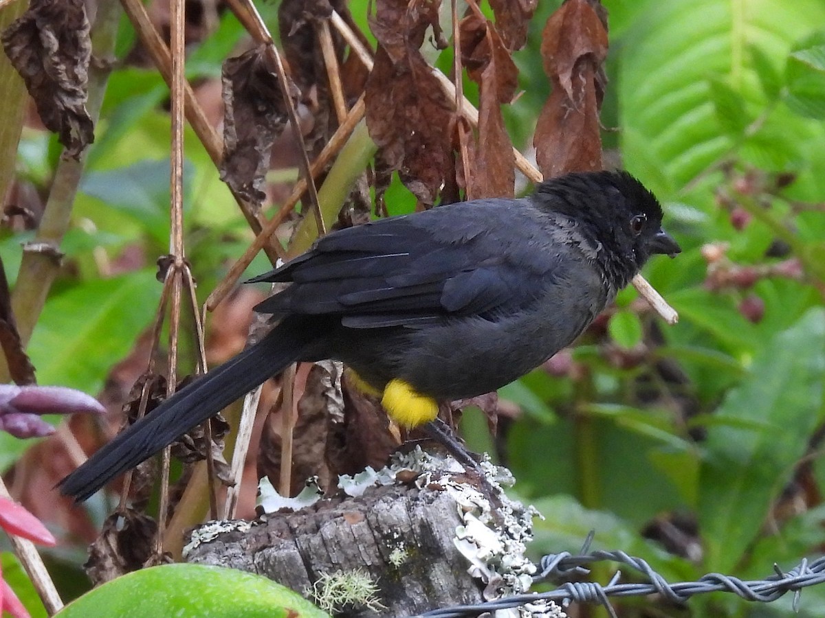 Yellow-thighed Brushfinch - Urs Geiser