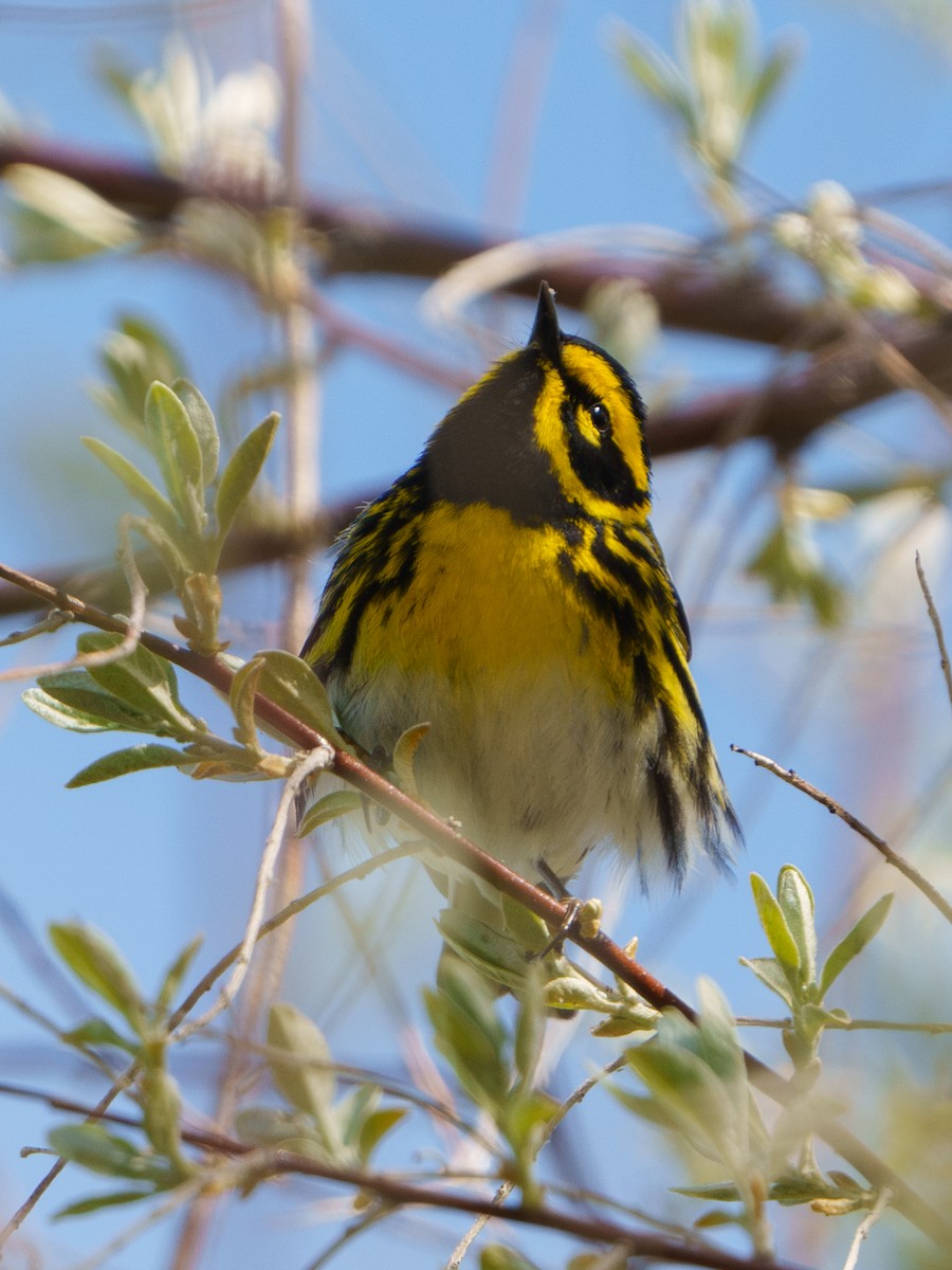 Townsend's Warbler - Lisa Hansen