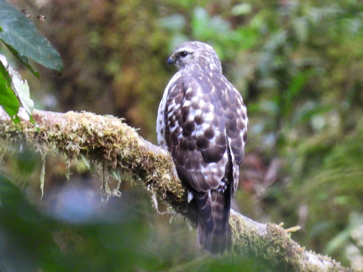 Broad-winged Hawk - Urs Geiser