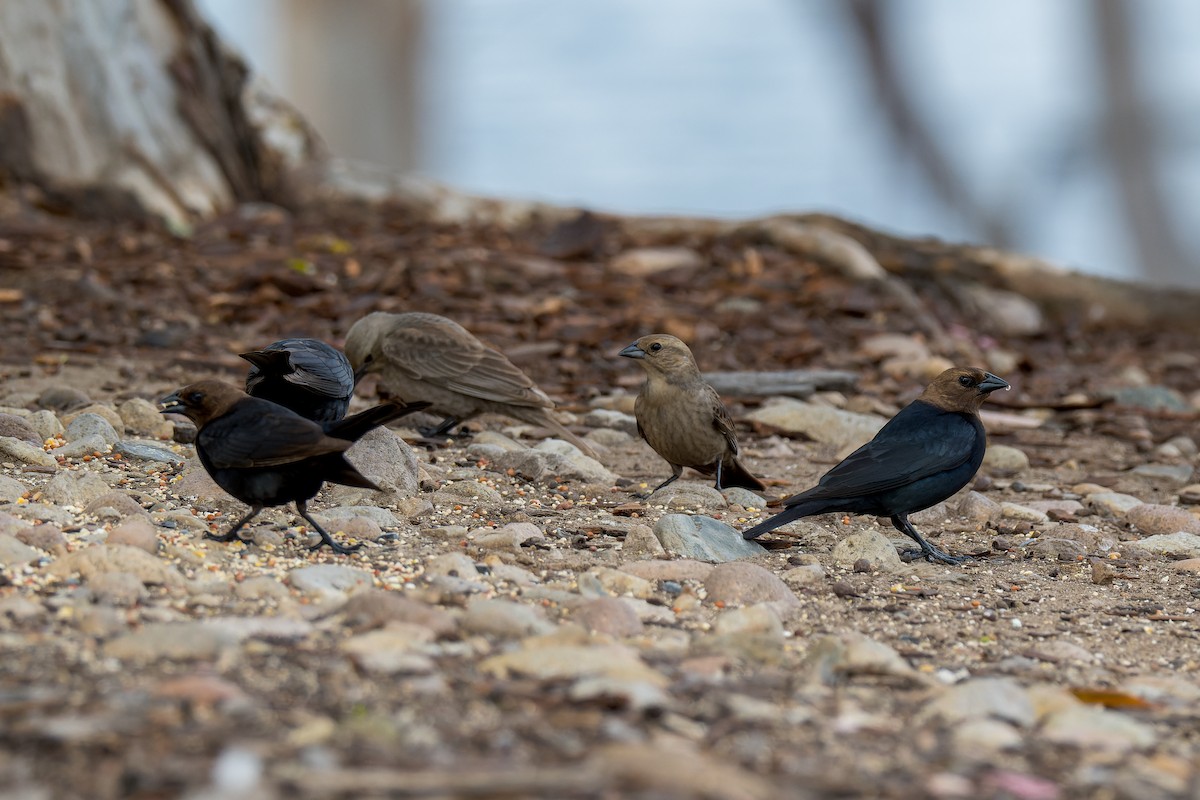 Brown-headed Cowbird - Ruslan Balagansky