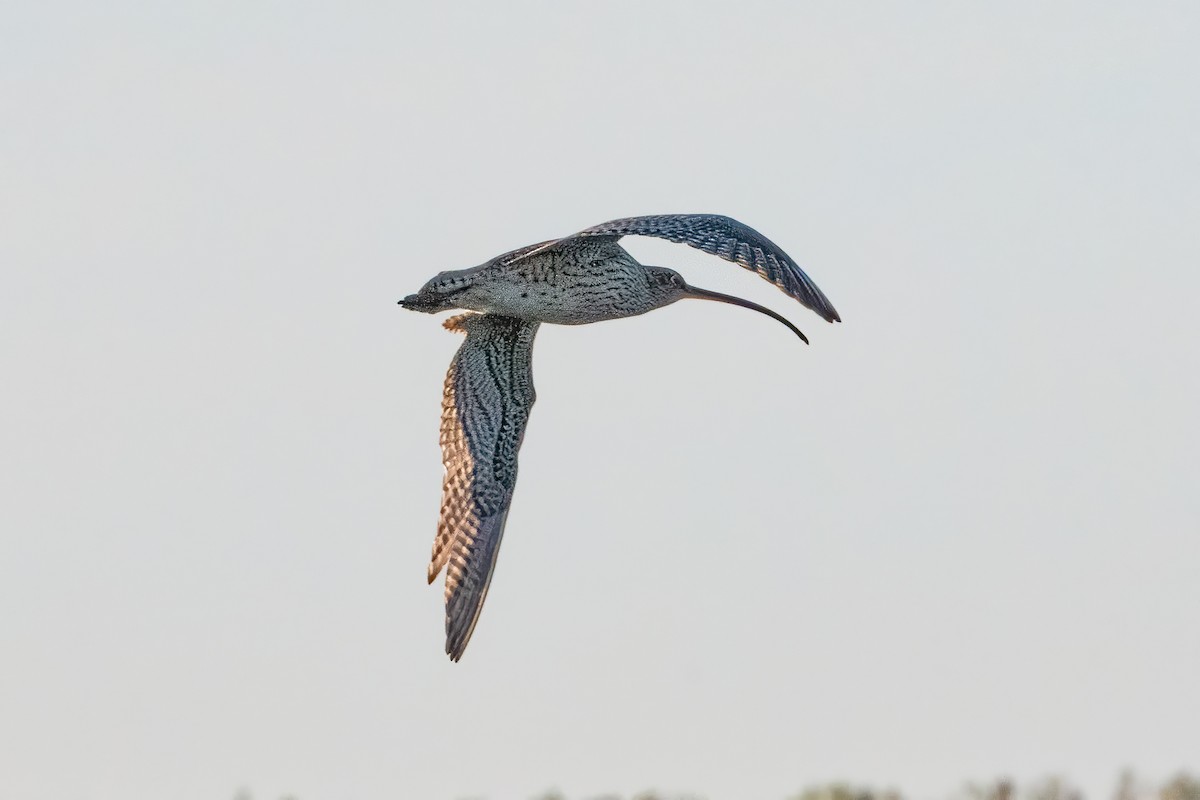 Far Eastern Curlew - ML618249558