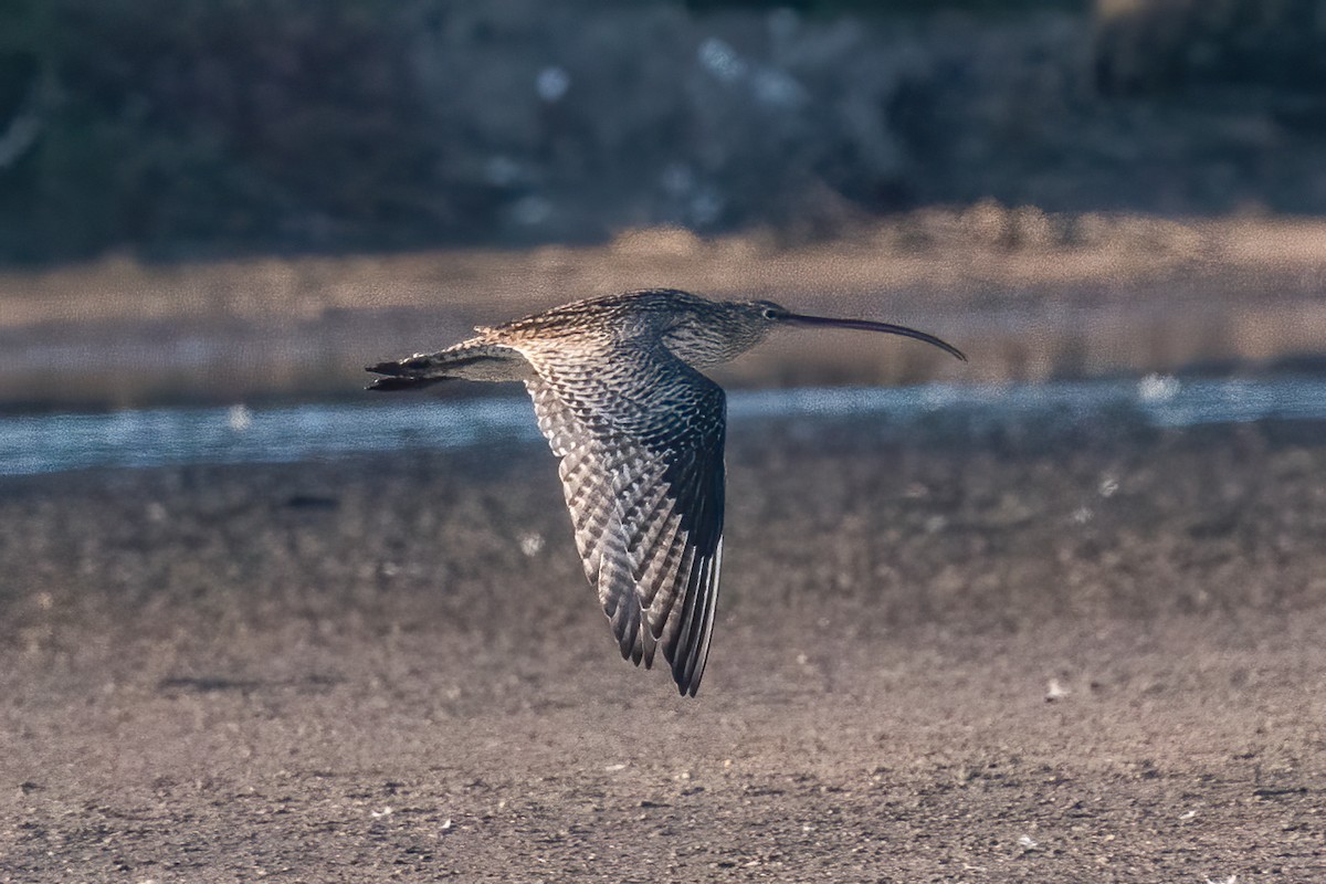 Far Eastern Curlew - Anthony Sokol