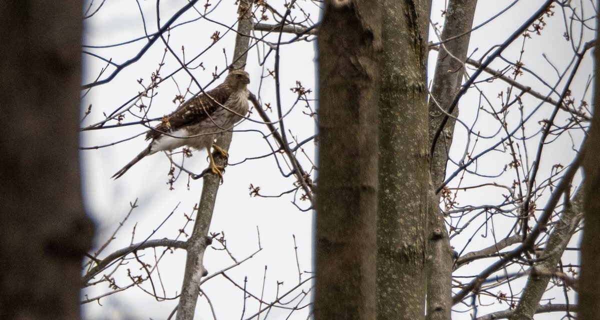 Cooper's Hawk - Matt M.