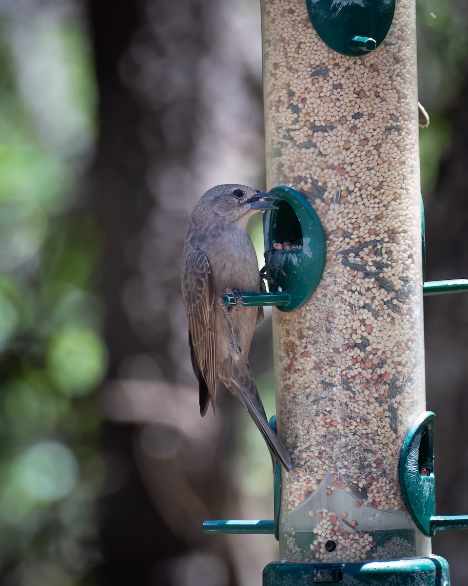 Brown-headed Cowbird - Michael Roper