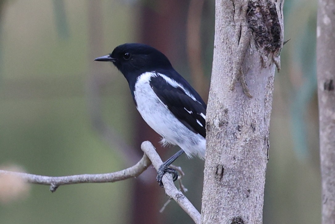 Hooded Robin - Chris Chapman