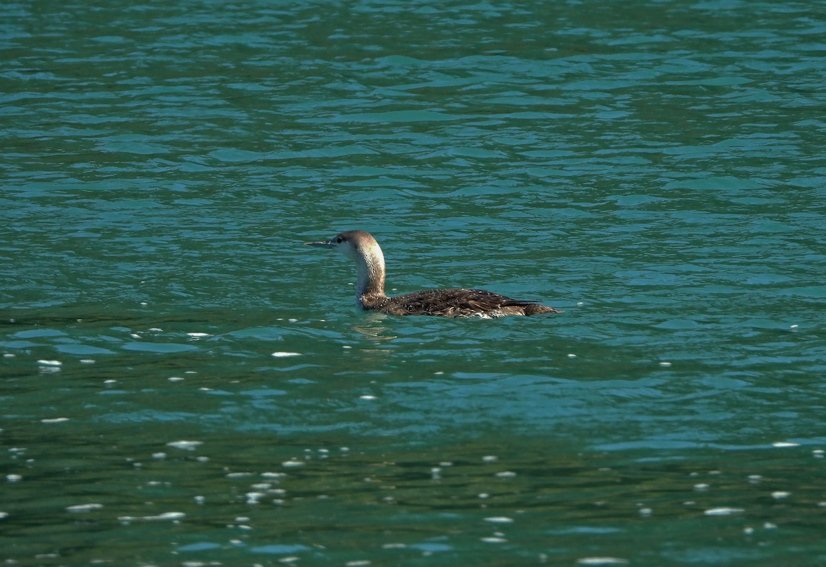 Red-throated Loon - Paul Lewis