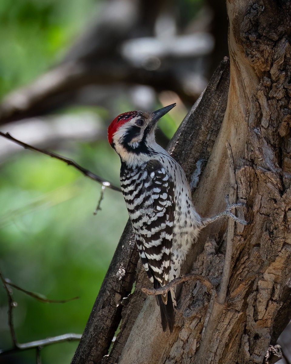 Ladder-backed Woodpecker - Michael Roper