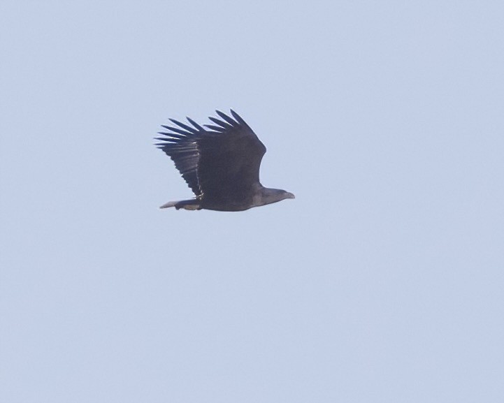 White-tailed Eagle - ML618249702