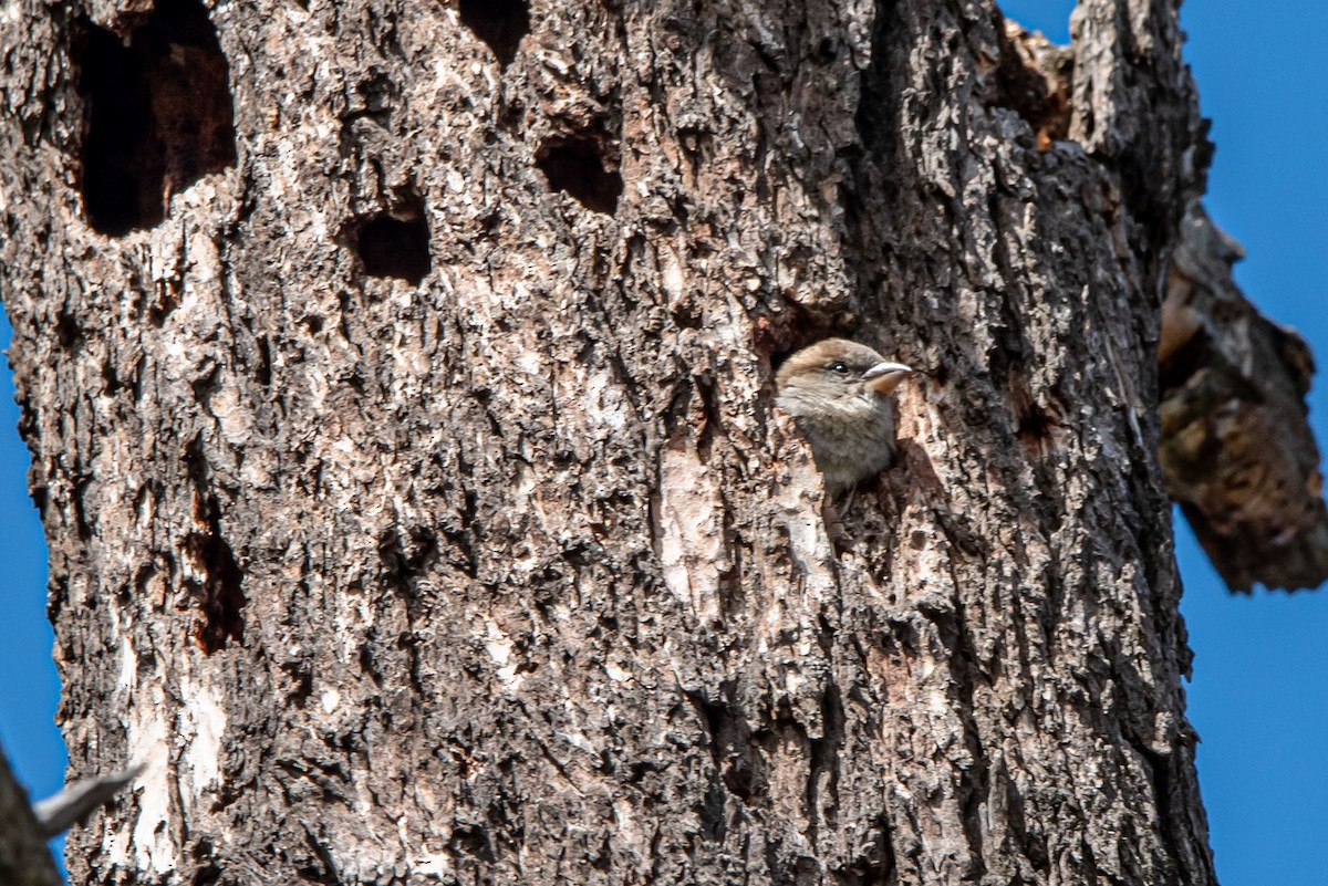 Moineau domestique - ML618249709