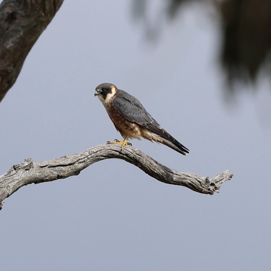 Australian Hobby - Chris Chapman