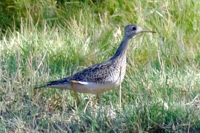 Upland Sandpiper - Eduardo Sanhueza Mendez