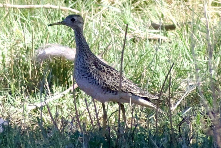 Upland Sandpiper - Eduardo Sanhueza Mendez