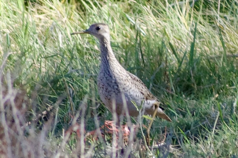 Upland Sandpiper - Eduardo Sanhueza Mendez