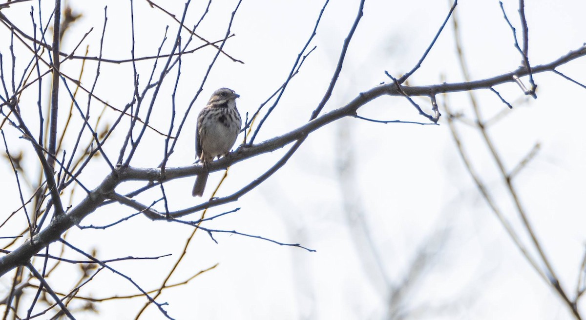 Song Sparrow - Matt M.