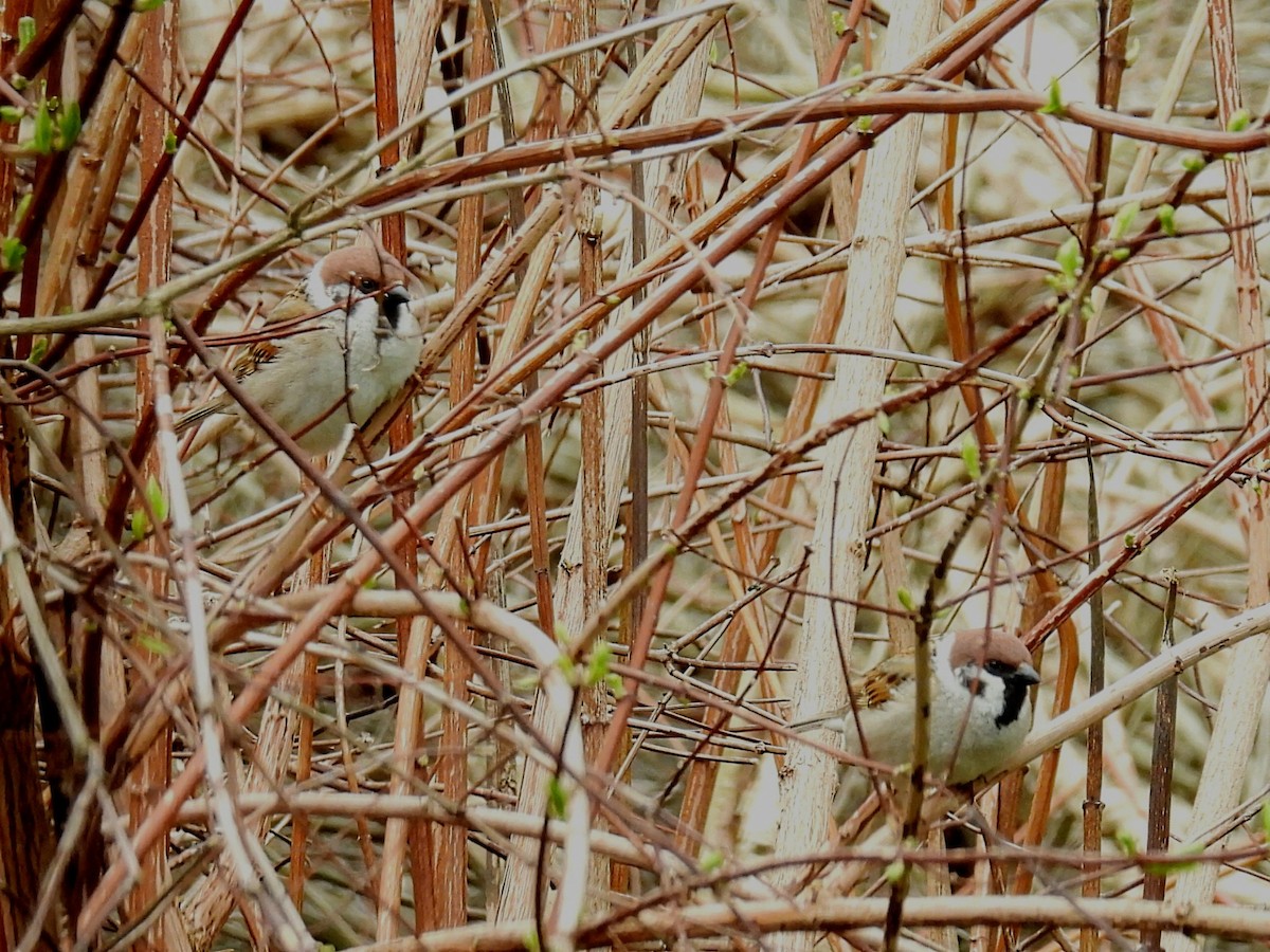 Eurasian Tree Sparrow - ML618249765
