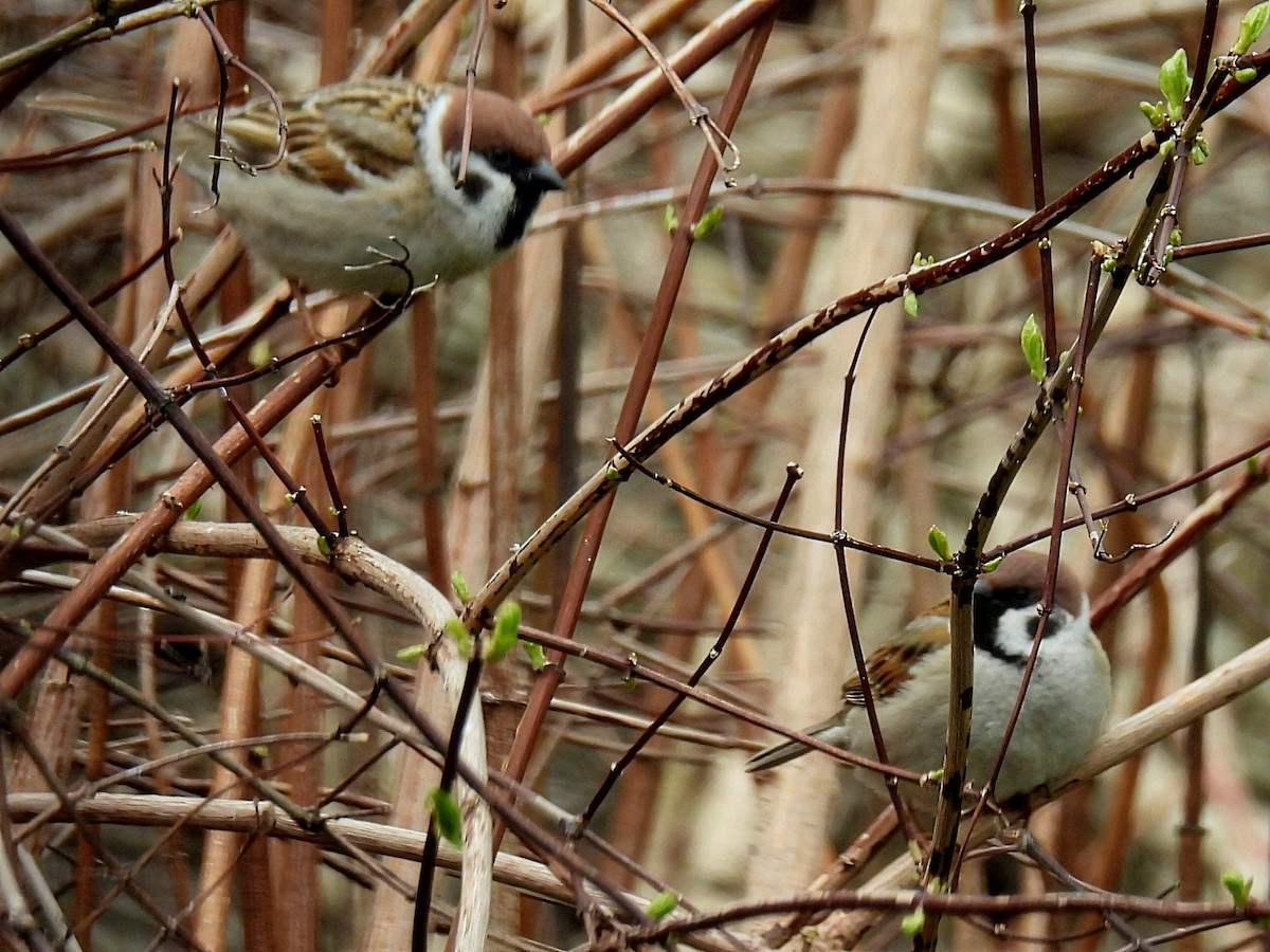 Eurasian Tree Sparrow - ML618249766