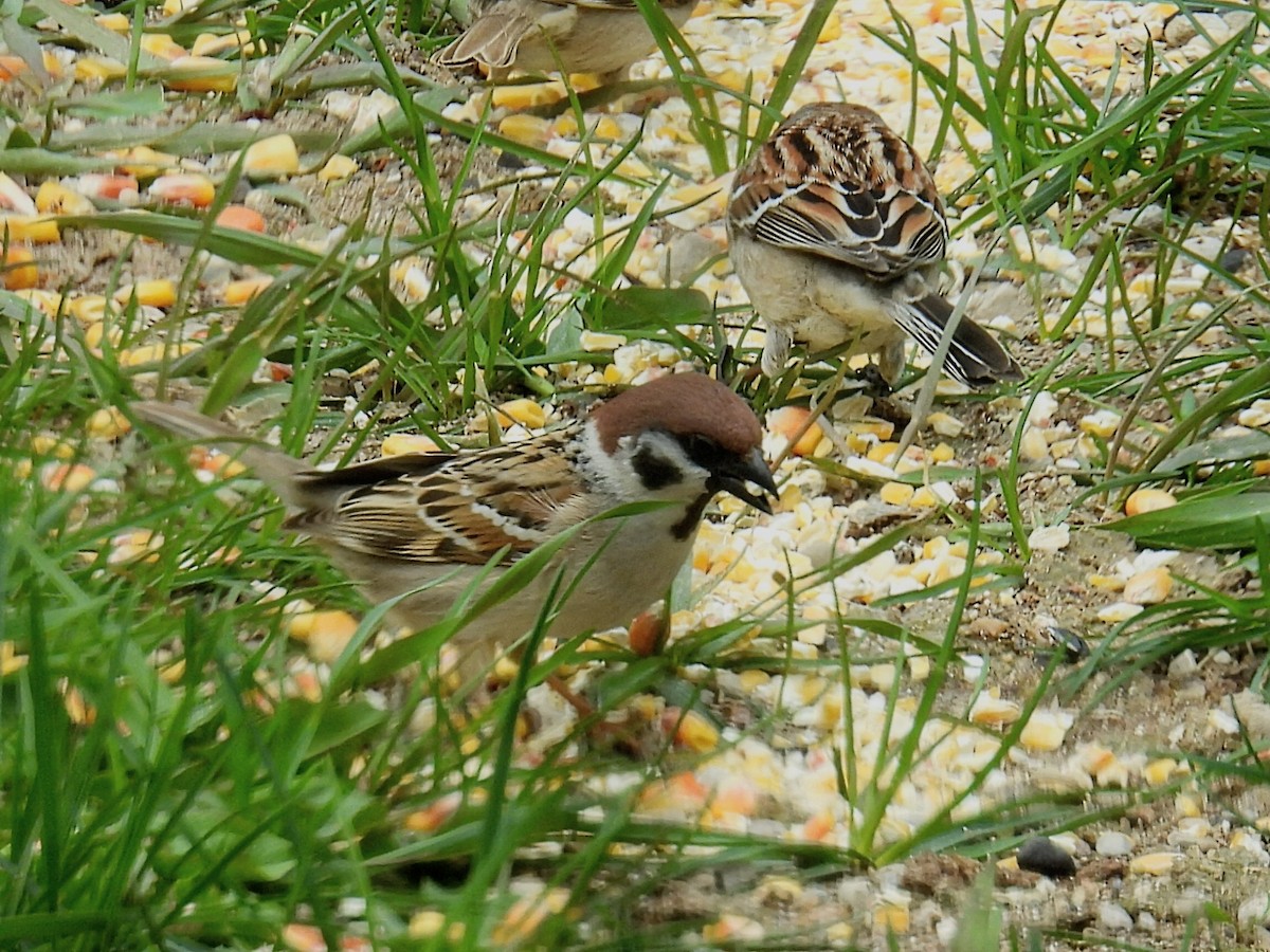 Eurasian Tree Sparrow - ML618249767
