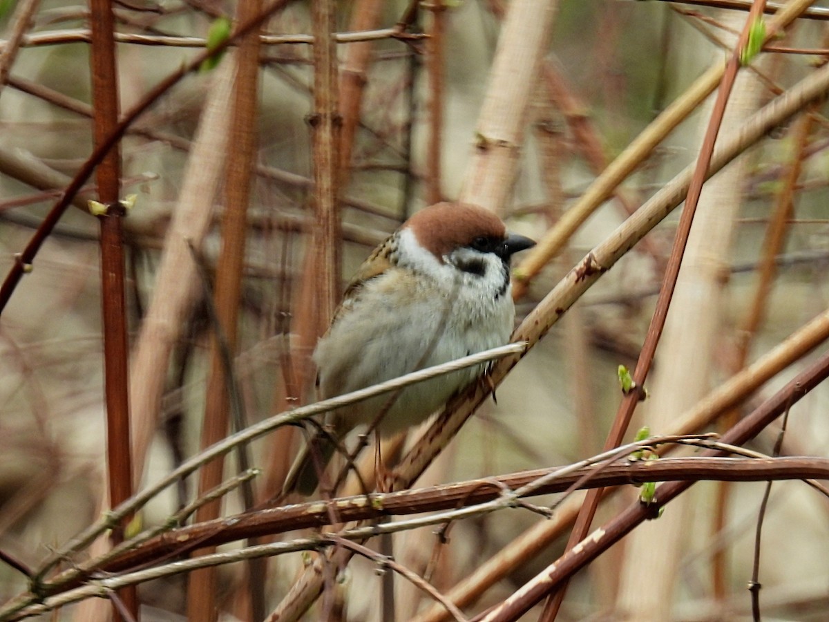 Eurasian Tree Sparrow - ML618249768