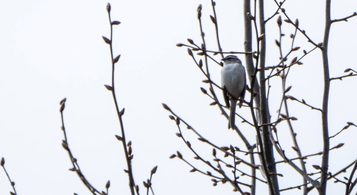 Chipping Sparrow - Matt M.