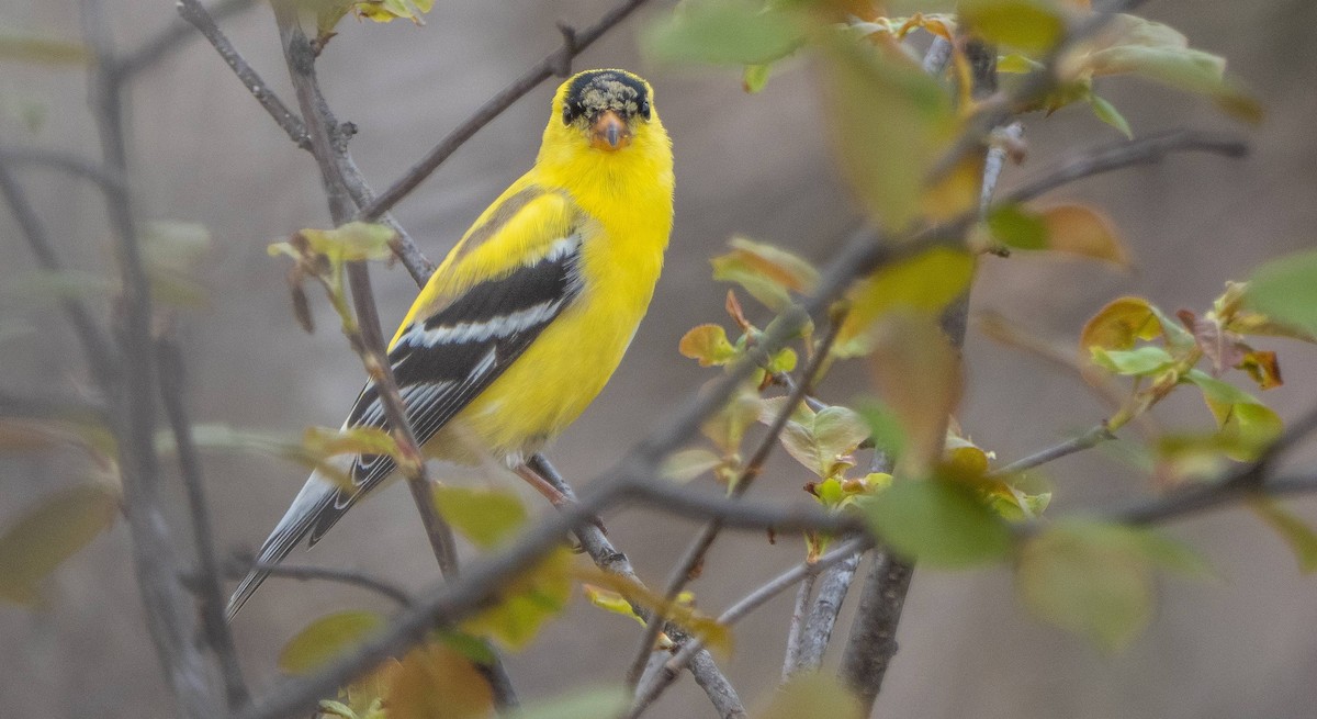 American Goldfinch - Matt M.