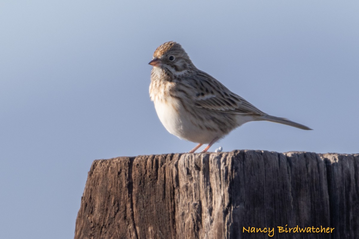 Vesper Sparrow - Nancy Fernández