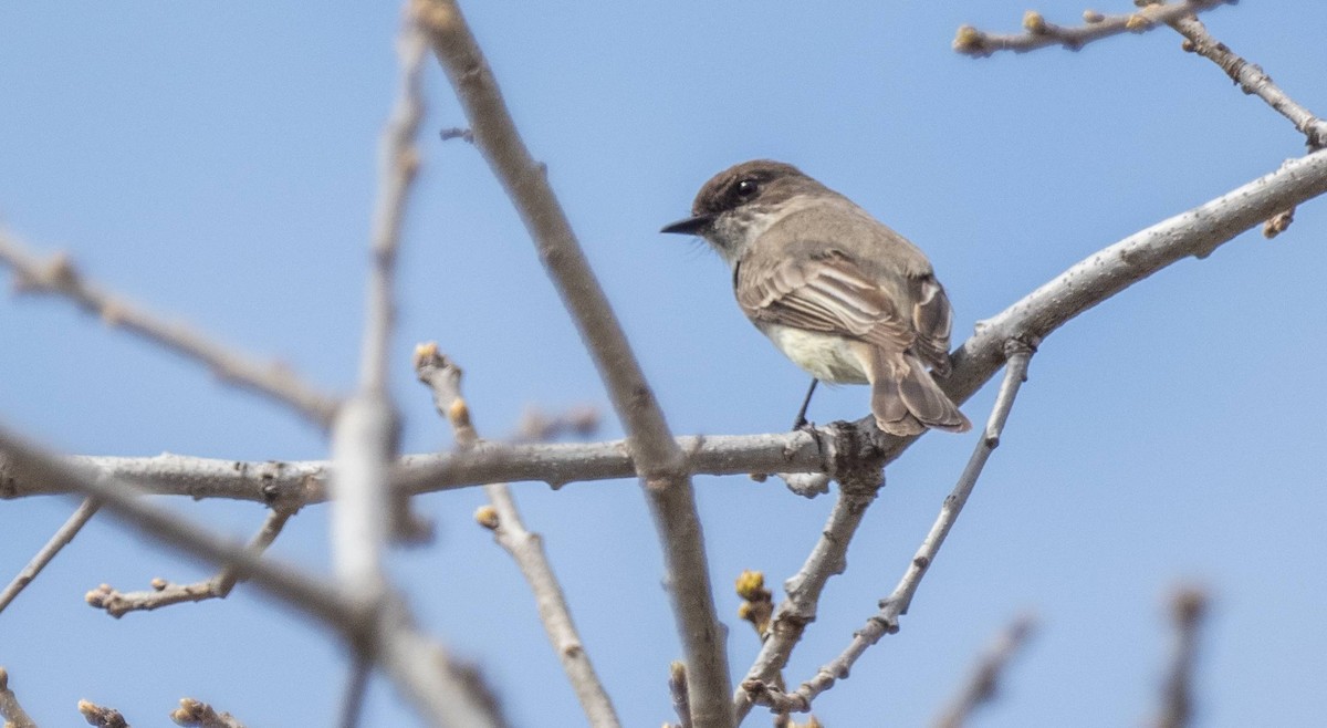 Eastern Phoebe - Matt M.