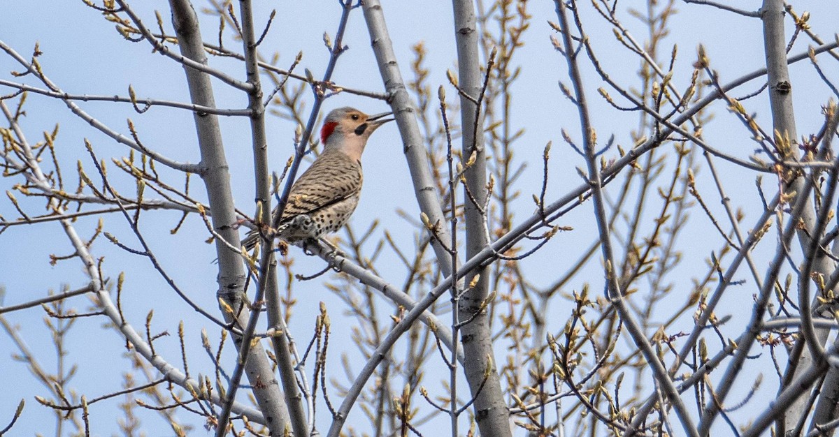 Northern Flicker - Matt M.