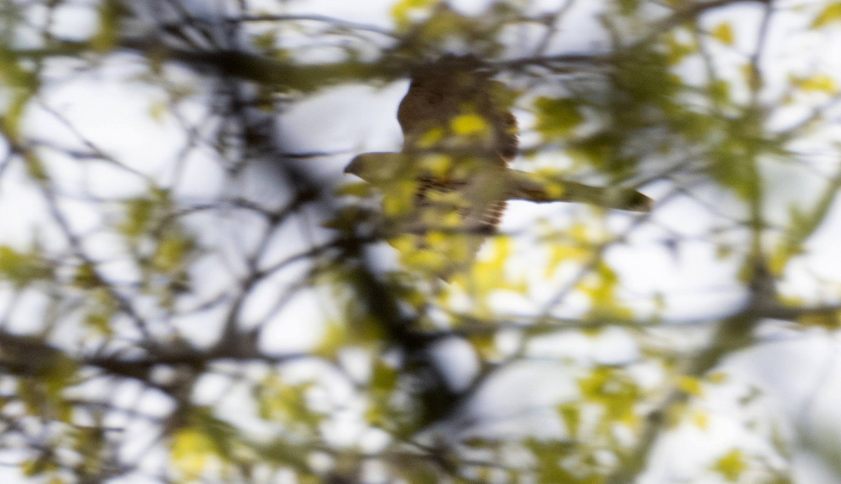 Cooper's Hawk - Matt M.